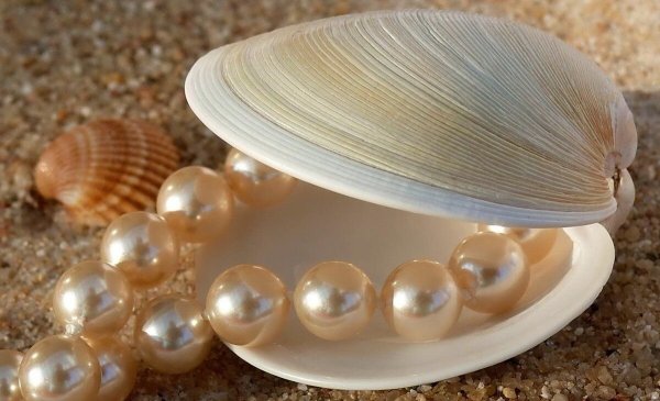 Жемчужина в раковине