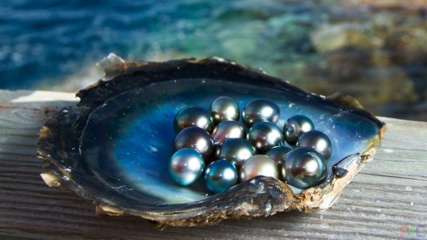 Европейская Жемчужница