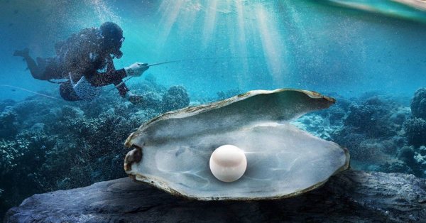 Черный жемчуг в ракушке