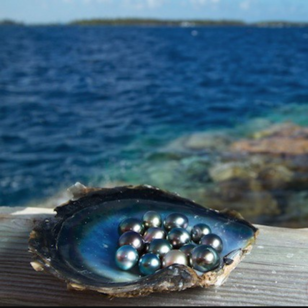 Морская Жемчужница моллюск с жемчужиной