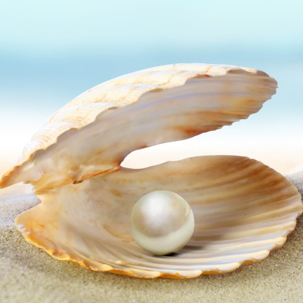 Красивые большие морские ракушки