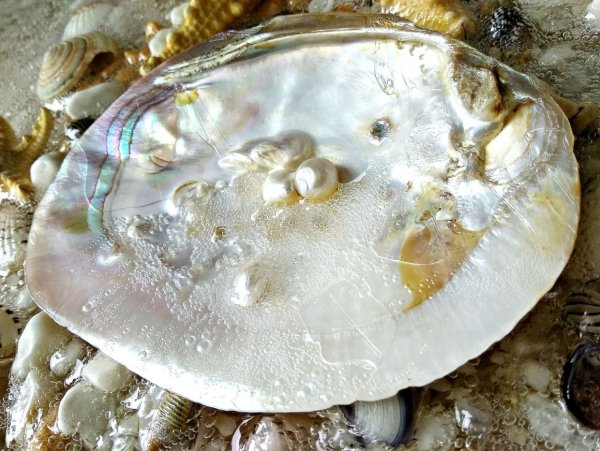 Жемчуг в ракушке