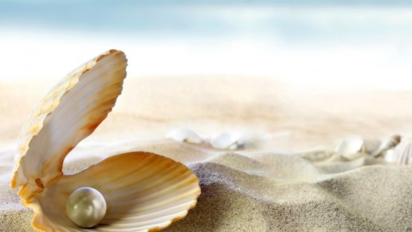 Морская раковина с жемчужиной