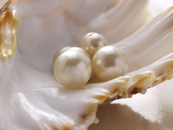 Тигровый Рапан