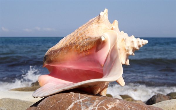 Ракушки на берегу моря