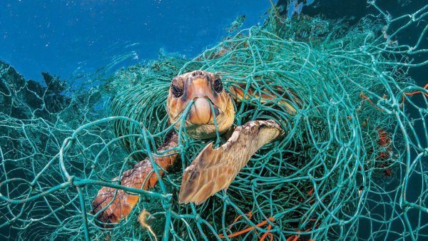 Поморская рюжа