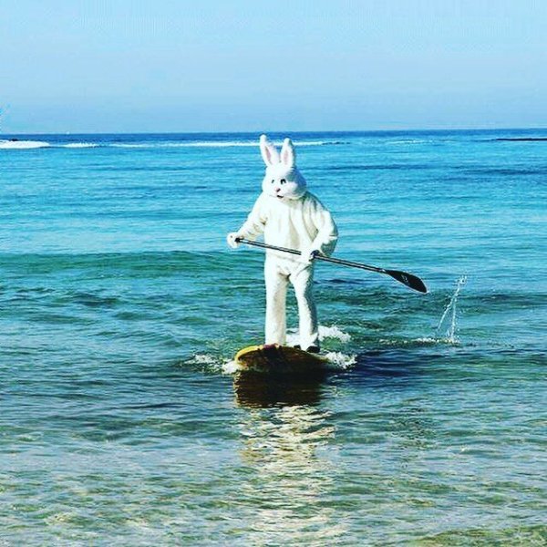 Кролик плавает