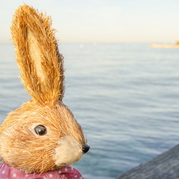 Заяц на море