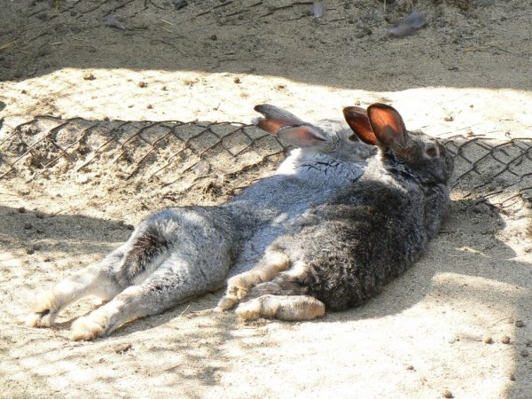 Лежачий заяц