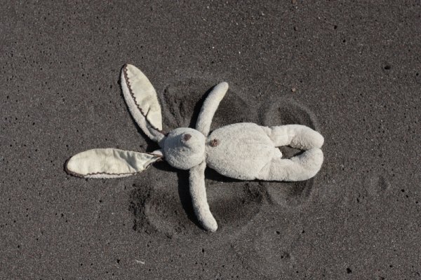 Зайцы на берегу моря