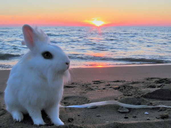 Кролик на море