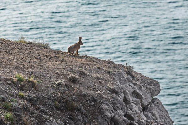 Кролик Испания кроличий остров