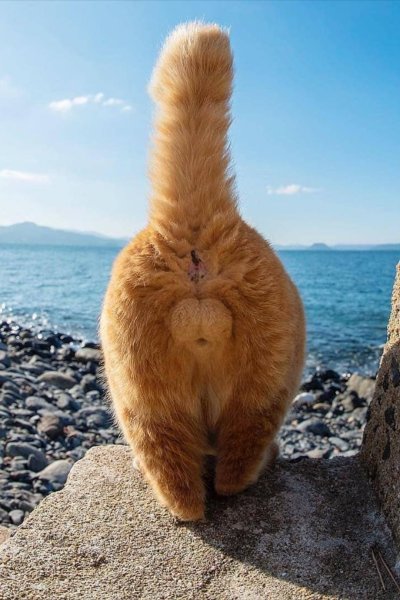 Ежик на пляже