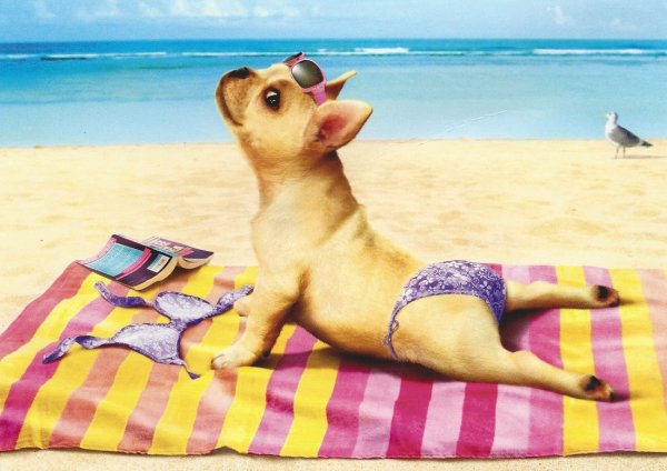 Ежик на пляже