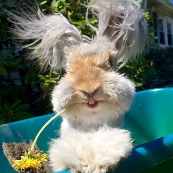 Медвежонок на пляже