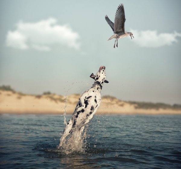 Остров кроликов в Японии