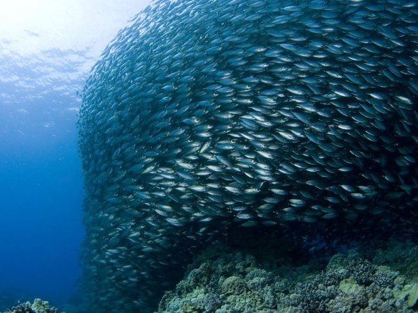 Рыболовная сеть на корабле