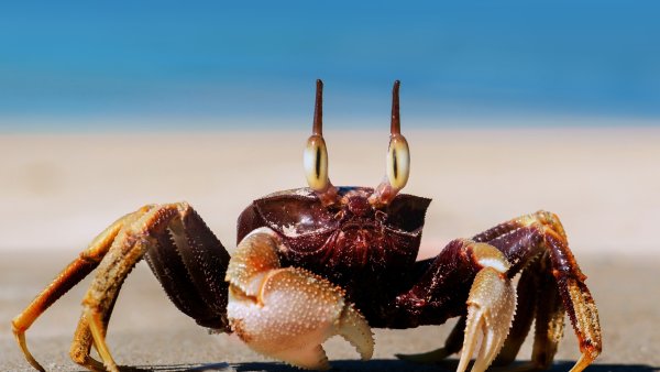 Крабы 1920х1080