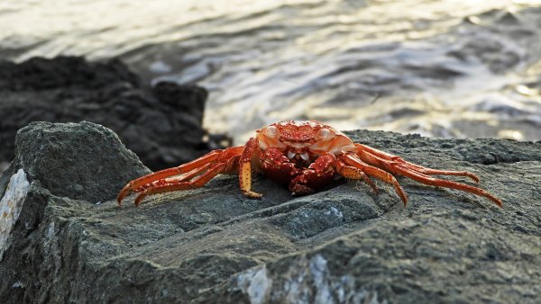 Краб в море