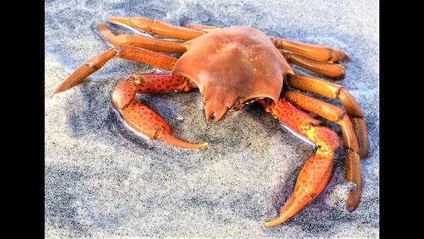 Крабы,живые в море