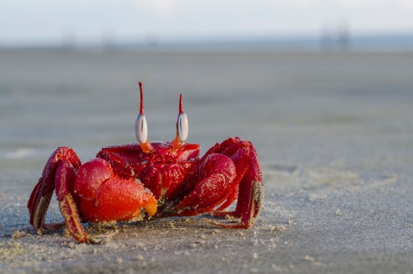 Краб фото