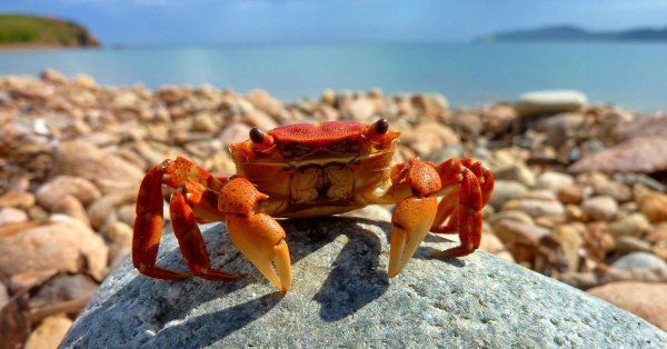 Краб новый океан