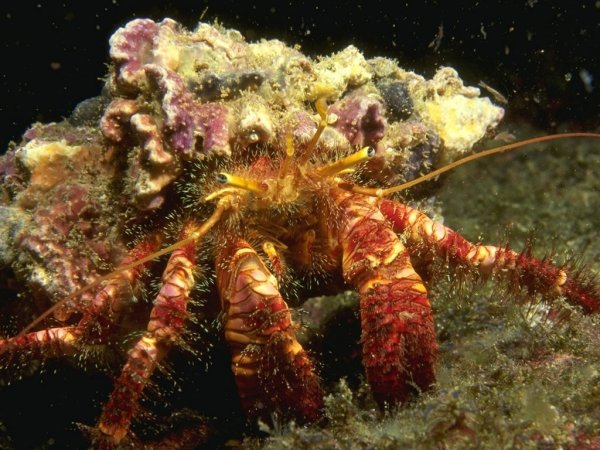 Рифовый краб