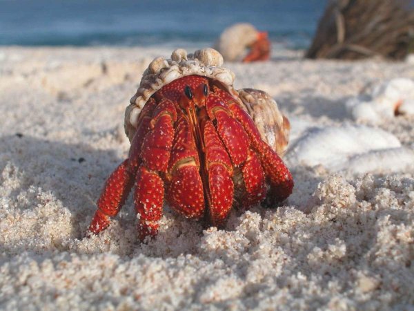 Хермит краб