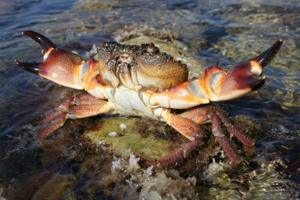 Черноморский каменный краб
