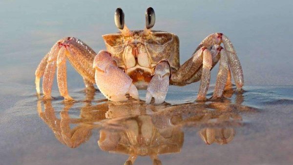 Милые Крабы