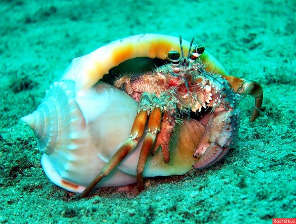 Рапаны черного моря