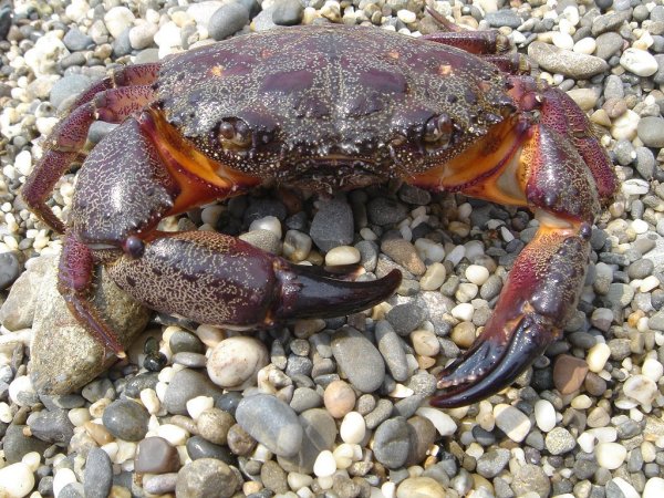 Каменный краб черного моря