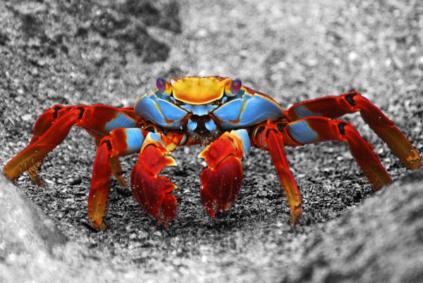 Галапагосский краб