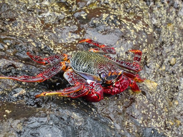 Морские ракообразные