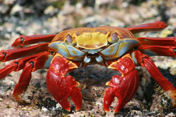 Сингапурский пресноводный краб