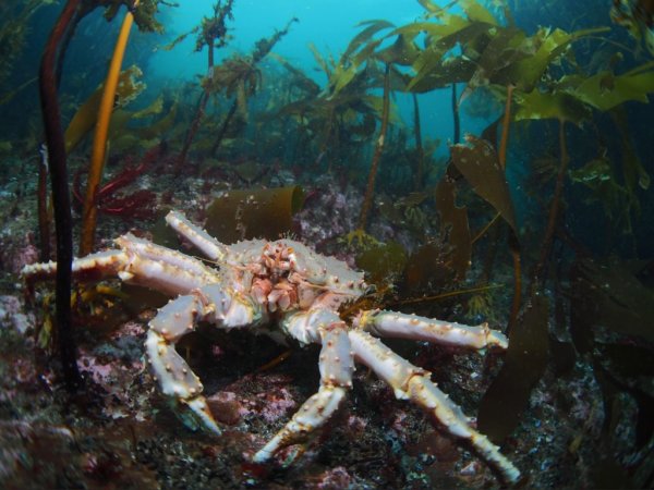 Камчатский краб в Баренцевом море