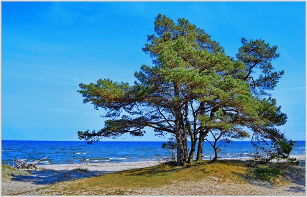 Сосны на морском берегу