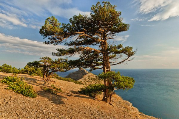 Прибалтика дюны сосны