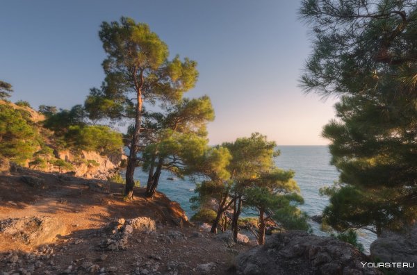 Сосна Крымская Фиолент