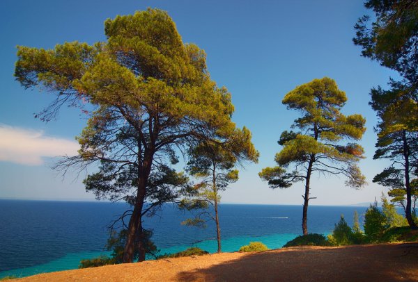 Пицундская сосна в красной Поляне