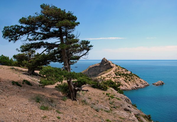 Сосна Судакская