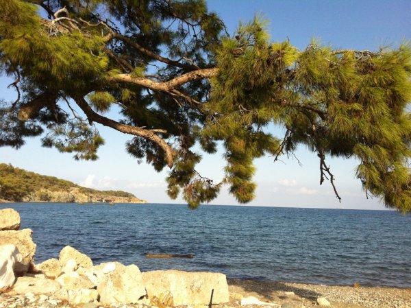 Сосна Пицундская Утриш