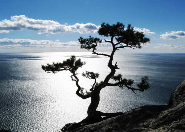 Сосна Извилистая