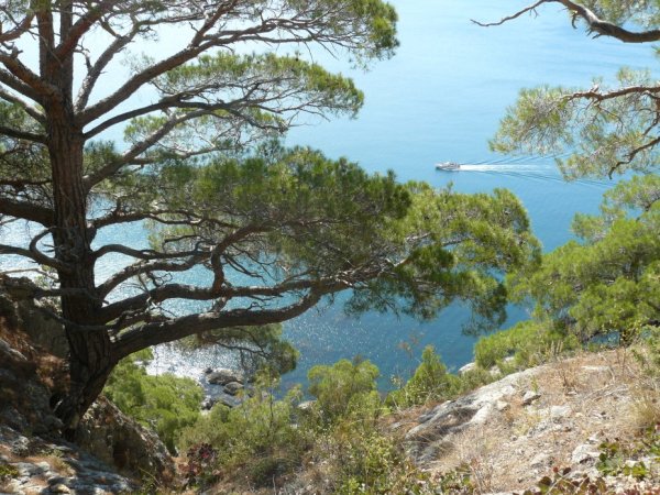 Берег Крыма горы сосны