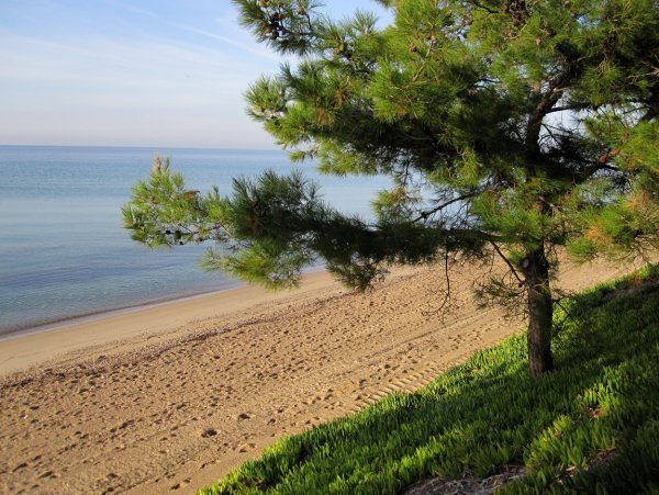 Пицундская сосна на берегу черного моря