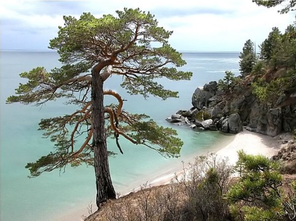 Ангарская сосна фото