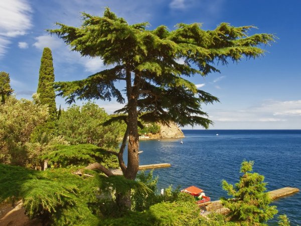 Кипарис Геленджик