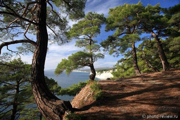 Роща пицундской сосны Геленджик