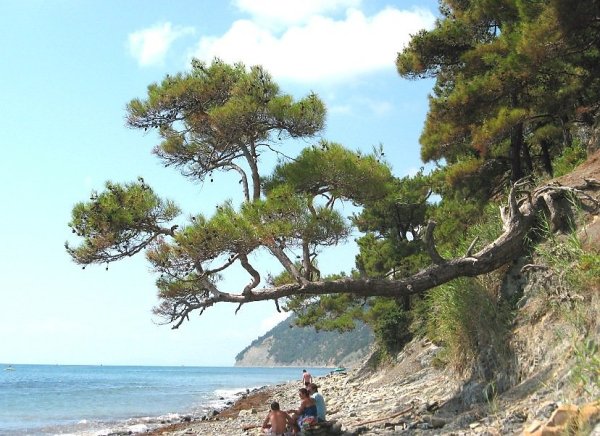 Прасковеевка пинии