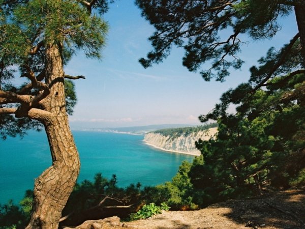 Пицундская сосна в Геленджике голубая бездна